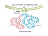 دستورالعملهای بالینی وزارت 1402-راهنمای تجویز داروی FSH  (Recombinant Follitropin Alfa)