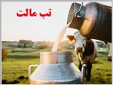 آنچه باید در مورد تب مالت بدانیم